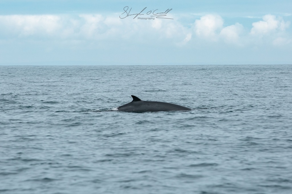 Minke Whale West Cork